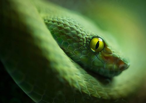 yanfind A4| Green Snake Poster Size A4 Viper Wild Animal Poster