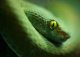 yanfind A4| Green Snake Poster Size A4 Viper Wild Animal Poster