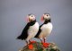 yanfind A4| Cute Atlantic Puffin Poster Size A4 Bird Wild Animal Poster