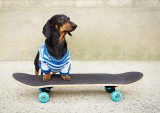 yanfind A3| Skating Dog Poster Size A3 Skateboard Pet Animal Poster
