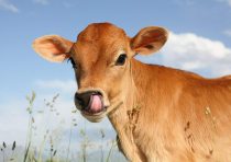 yanfind A3| Cute Calf Poster Print Size A3 Bull Cow Farm Animal Poster