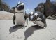 yanfind A3| Cute African Penguins Poster Size A3 Bird Wild Animal Poster