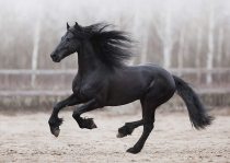 yanfind A1 | Black Friesian Horse Poster Art Print 60 x 90cm 180gsm Stallion