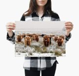 yanfind A3| Highland Cows Poster Print Size A3 Cattle Animal Poster