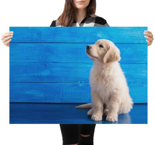 yanfind A1 | Golden Retriever Puppy Art Poster Print 60 x 90cm 180gsm Canine Lovers