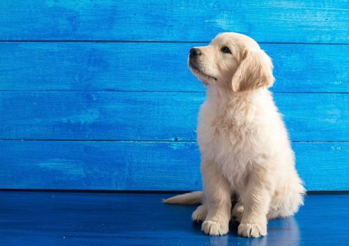 yanfind A3| Cute Golden Retriever Puppy Poster Size A3 Dog Labrador Poster