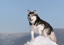 yanfind A3| Siberian Husky Dog Poster Print Size A3 Pet Puppy Animal Poster