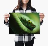 yanfind A4| Green Snake Poster Size A4 Viper Wild Animal Poster