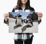 yanfind A3| Cute African Penguins Poster Size A3 Bird Wild Animal Poster