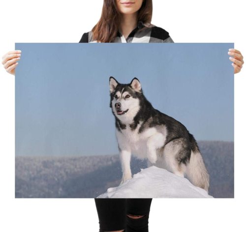 yanfind A1 | Siberian Husky Dog Large Canvas Poster Art Print 60 x 90cm 180gsm