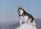 yanfind A1 | Siberian Husky Dog Large Canvas Poster Art Print 60 x 90cm 180gsm
