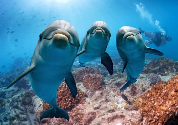 yanfind A1 | Dolphins Poster Art Print 60 x 90cm 180gsm Dolphin Scuba Diving