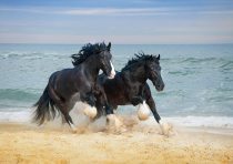 yanfind A3| Shire Horses Poster Size A3 Beautiful Animal Ocean Poster