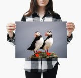 yanfind A4| Cute Atlantic Puffin Poster Size A4 Bird Wild Animal Poster