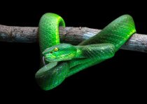 yanfind A4| Green Viper Poster Size A4 Snake Wild Animal Poster