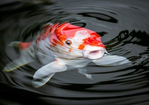 yanfind A3| Pretty Koi Carp Poster Size A3 Fish Pond Japan Japanese Poster