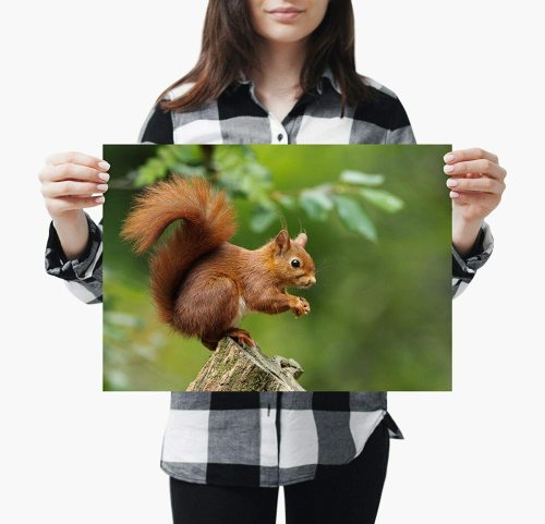 yanfind A3| Red Squirrel Poster Print Size A3 Endangered Poster