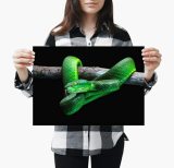 yanfind A4| Green Viper Poster Size A4 Snake Wild Animal Poster