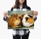 yanfind A4| Adorable Fluffy Guinea Pigs Poster Size A4 Cute Animals Poster