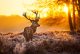 yanfind A1 | Winter Stag Poster Art Print 60 x 90cm 180gsm Deer Wildlife Forest