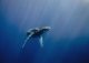 yanfind A1 Blue Whale Beautiful Art Print 60 X 90cm 180gsm - Animal 16920