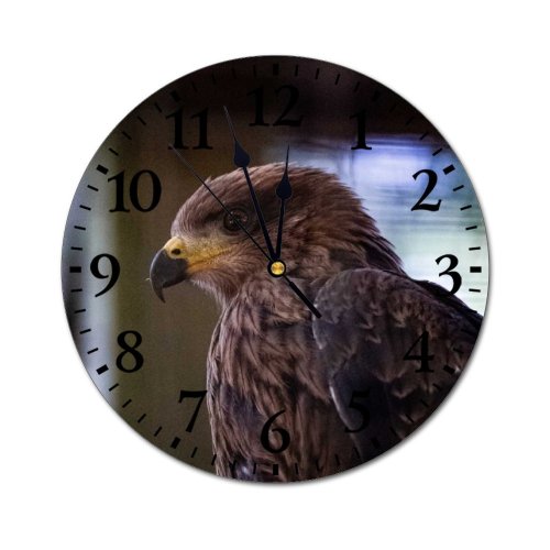 yanfind Fashion PVC Wall Clock Bird Beak Eagle Portrait Outdoors Wild Wildlife Hawk Raptor Avian Falconry Mute Suitable Kitchen Bedroom Decorate Living Room
