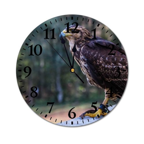 yanfind Fashion PVC Wall Clock Bird Eagle Portrait Outdoors Hunter Wildlife Daylight Raptor Endangered Species Kite Mute Suitable Kitchen Bedroom Decorate Living Room