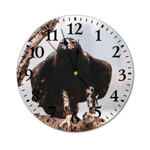 yanfind Fashion PVC Wall Clock Beak Eagle Portrait Outdoors Wild Wildlife Daylight Raptor Avian Bald Falconry Mute Suitable Kitchen Bedroom Decorate Living Room