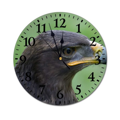 yanfind Fashion PVC Wall Clock Bird Beak Eagle Portrait Wild Wildlife Hawk Raptor Avian Endangered Mute Suitable Kitchen Bedroom Decorate Living Room