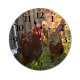 yanfind Fashion PVC Wall Clock Bird Agriculture Farm Grass Chicken Hen Outdoors Rural Duck Feather Poultry Farmyard Mute Suitable Kitchen Bedroom Decorate Living Room
