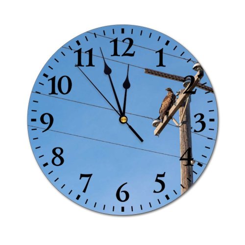 yanfind Fashion PVC Wall Clock Avian Beak Bird Sky Buteo Rufofuscus Calm Carnivore Chill Contemplate Creature Daylight Mute Suitable Kitchen Bedroom Decorate Living Room