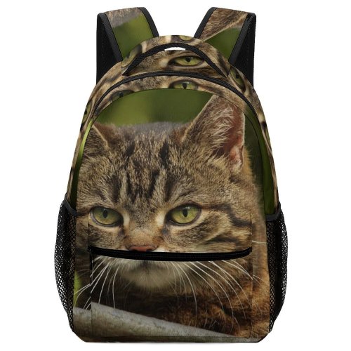 yanfind Children's Backpack Funny Curiosity Outdoors Cute Little Young  Portrait Staring Kitten Whisker Fur Preschool Nursery Travel Bag