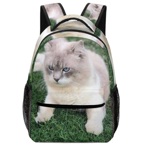 yanfind Children's Backpack Kitty Grass Pet Outdoors Kitten Portrait Tabby Whiskers Lawn Cute Little Adorable Preschool Nursery Travel Bag