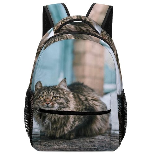 yanfind Children's Backpack Funny Curiosity Outdoors Cute Young  Portrait Kitten Whisker Wildlife Preschool Nursery Travel Bag