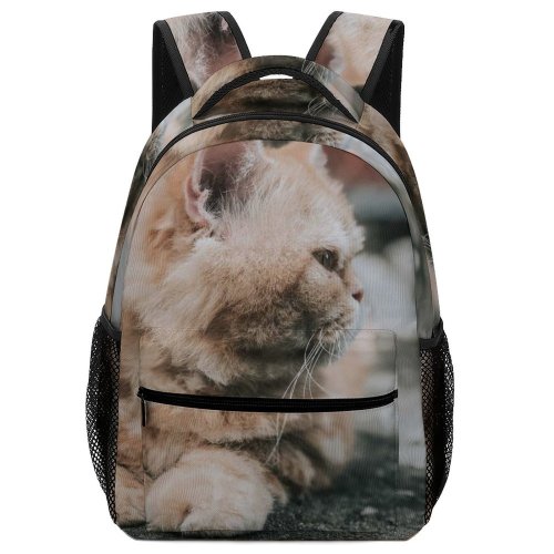 yanfind Children's Backpack Young Pet Funny Outdoors Street Kitten Portrait Cute Little Sit Cat Preschool Nursery Travel Bag