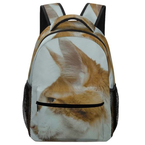 yanfind Children's Backpack Funny Curiosity Cute Cat Young Little  Staring Kitten Whisker Portrait Wildlife Preschool Nursery Travel Bag