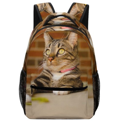 yanfind Children's Backpack Funny Curiosity Sit Cute Little Young Pretty  Staring Kitten Whisker Fur Preschool Nursery Travel Bag