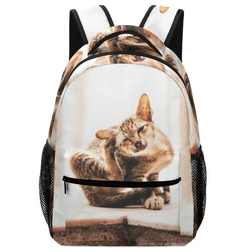 yanfind Children's Backpack Kitty Pet Felidae Tabby Field Cute Focus  Adorable Furry Depth Sit Preschool Nursery Travel Bag