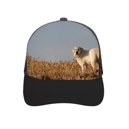 yanfind Adult Bend Rubber Baseball Hollow Out Dog Golden Pet Vertebrate Canidae Maremma Sheepdog Carnivore Akbash Sporting Beach,Tourism,Mountaineering,Sports, Parties,Cycling