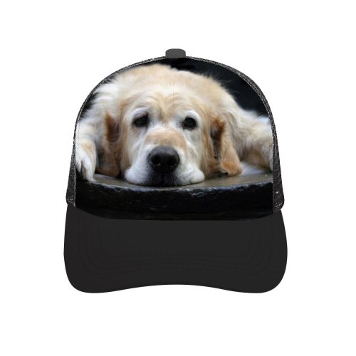 yanfind Adult Bend Rubber Baseball Hollow Out Golden Dogs Dog Vertebrate Canidae Carnivore Sporting Snout Fur Beach,Tourism,Mountaineering,Sports, Parties,Cycling