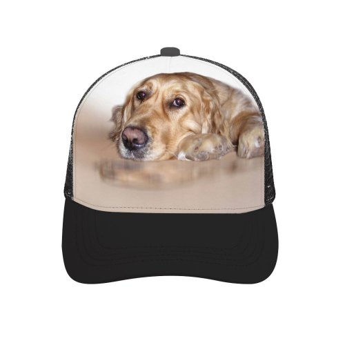yanfind Adult Bend Rubber Baseball Hollow Out Dog Golden Sweet Canidae Carnivore Snout Nose Sporting Puppy Beach,Tourism,Mountaineering,Sports, Parties,Cycling