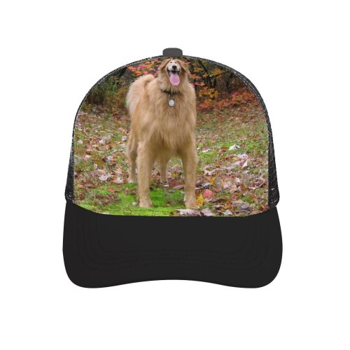yanfind Adult Bend Rubber Baseball Hollow Out Golden Fall Autumn Dog Play Vertebrate Canidae Carnivore Sporting Tree Beach,Tourism,Mountaineering,Sports, Parties,Cycling