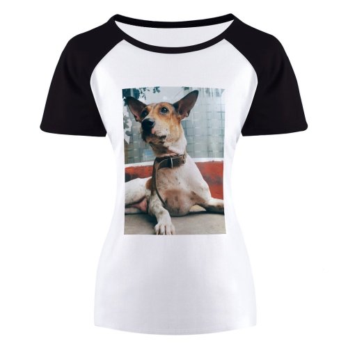 yanfind Women's Sleeve Raglan T Shirt Short Adorable Cute Daylight Dog Funny Glass Outdoors Pet Portrait Reflection Sit