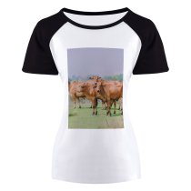 yanfind Women's Sleeve Raglan T Shirt Short Agriculture Cattle Countryside Cow Farm Farmland Field Grass Grassland Graze Rural
