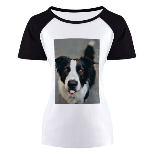 yanfind Women's Sleeve Raglan T Shirt Short Border Collie Eyes Light Daylight Dog Fur Furry Herding Camera Natural Outdoors