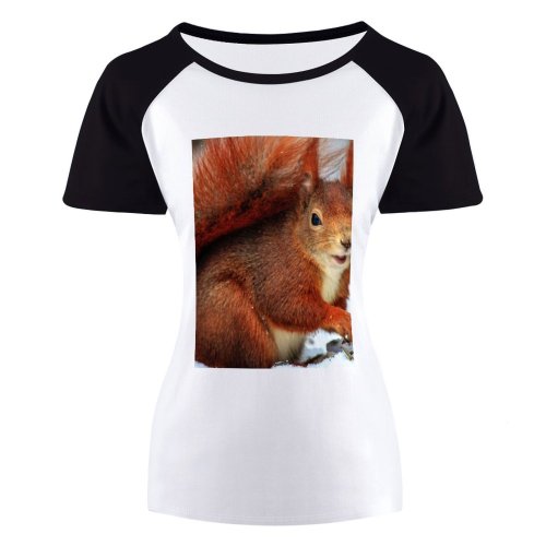 yanfind Women's Sleeve Raglan T Shirt Short Cute Daylight Fox Squirrel Fur Little Outdoors Portrait Rodent Snow Tail Whiskers