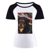 yanfind Women's Sleeve Raglan T Shirt Short Adorable Dog Cute Friendship Fur Little Outdoors Pedigree Pet Puppy Sit