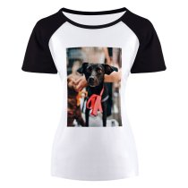 yanfind Women's Sleeve Raglan T Shirt Short Adorable Cage Canidae Care Cute Depth Field Dog Eyes Focus
