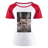yanfind Women's Sleeve Raglan T Shirt Short Barn Beaks Chicken Daytime Farm Feathers Hen Livestocks Outdoors Rural Wildlife