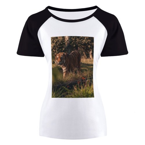 yanfind Women's Sleeve Raglan T Shirt Short Big Cat Carnivore Dangerous Felidae Grass Park Wild Wildlife